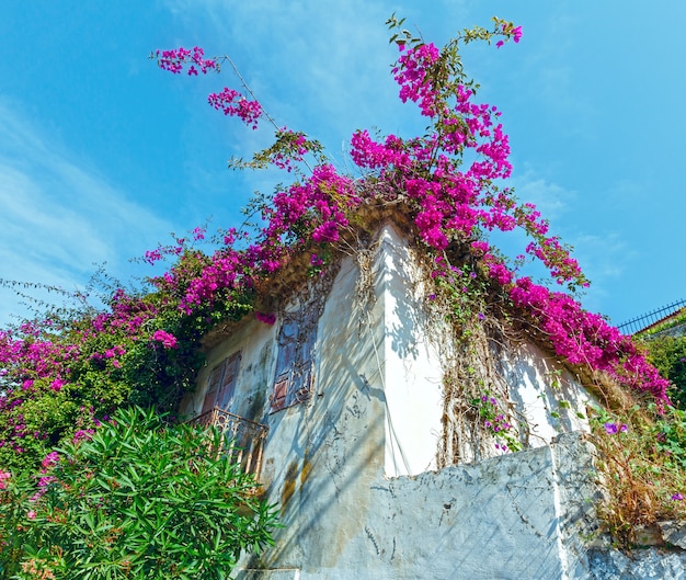 Vecchia casa con albero in fiore sul tetto.