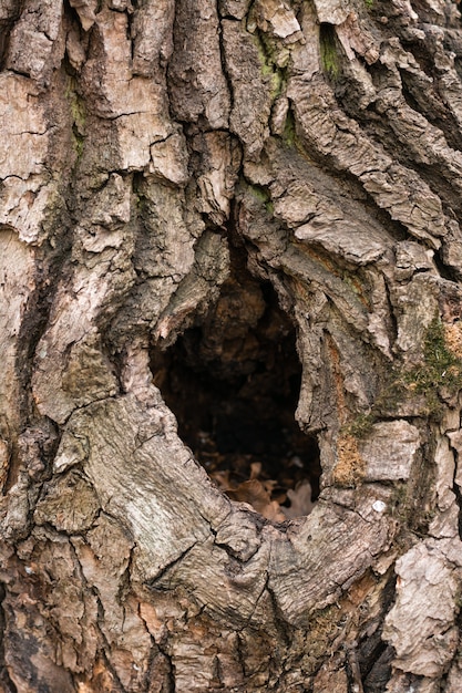 Vecchia cavità spaziosa profonda in un albero nella foresta