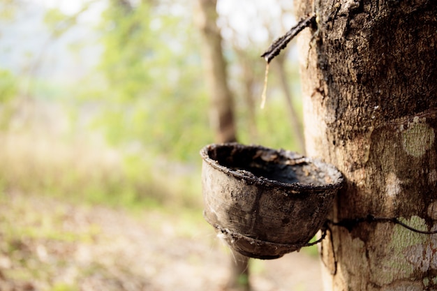 Vecchia ciotola di asciutto sull'albero di gomma.