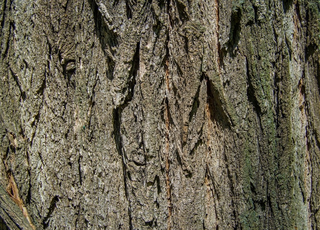 Vecchia corteccia d'acacia profondamente striata come un canyon