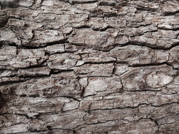 Vecchia corteccia di albero con bellissimi motivi per la progettazione grafica