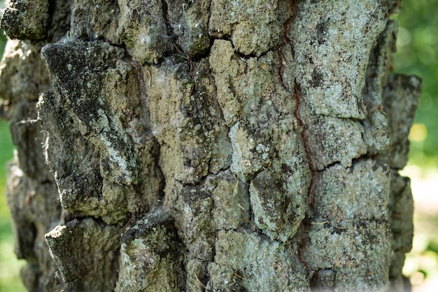 Vecchia corteccia di albero ruvida