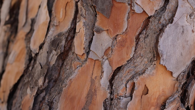 Vecchia corteccia rotta su una carta da parati da vicino di un albero