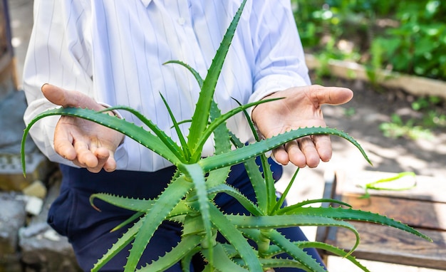 Vecchia donna trattata con succo di aloe vera Fuoco selettivo