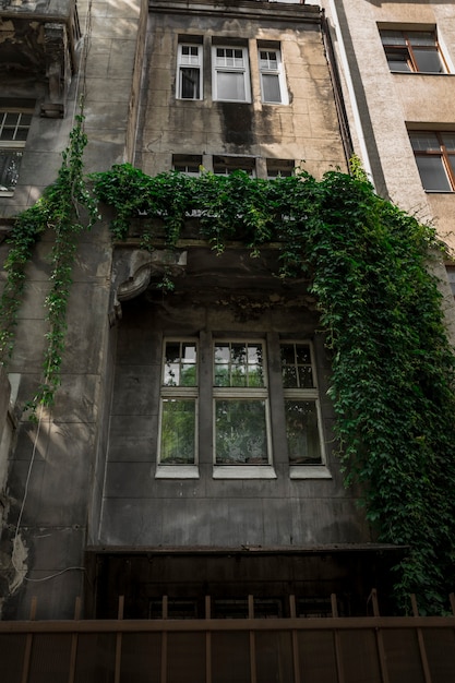 Vecchia finestra di legno e vite verde coperta di parete. Leopoli, Ucraina