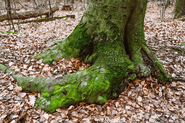 Vecchia foresta o parco naturale