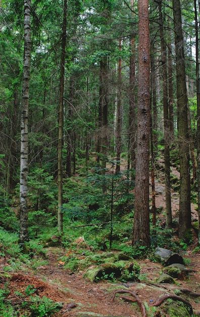 Vecchia montagna, foresta dei Carpazi sassosa e umida con muschio