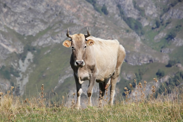 Vecchia mucca in piedi su un prato di montagna