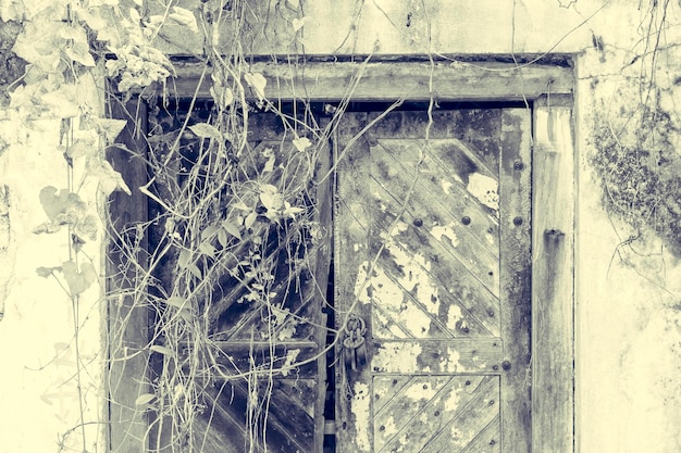 Vecchia porta di legno fatiscente abbandonata ricoperta di erbacce e viti
