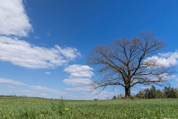 vecchia quercia all'inizio della primavera senza fogliame verde che fiorisce vecchia Quercia all'interno della primavera in tempo soleggiato