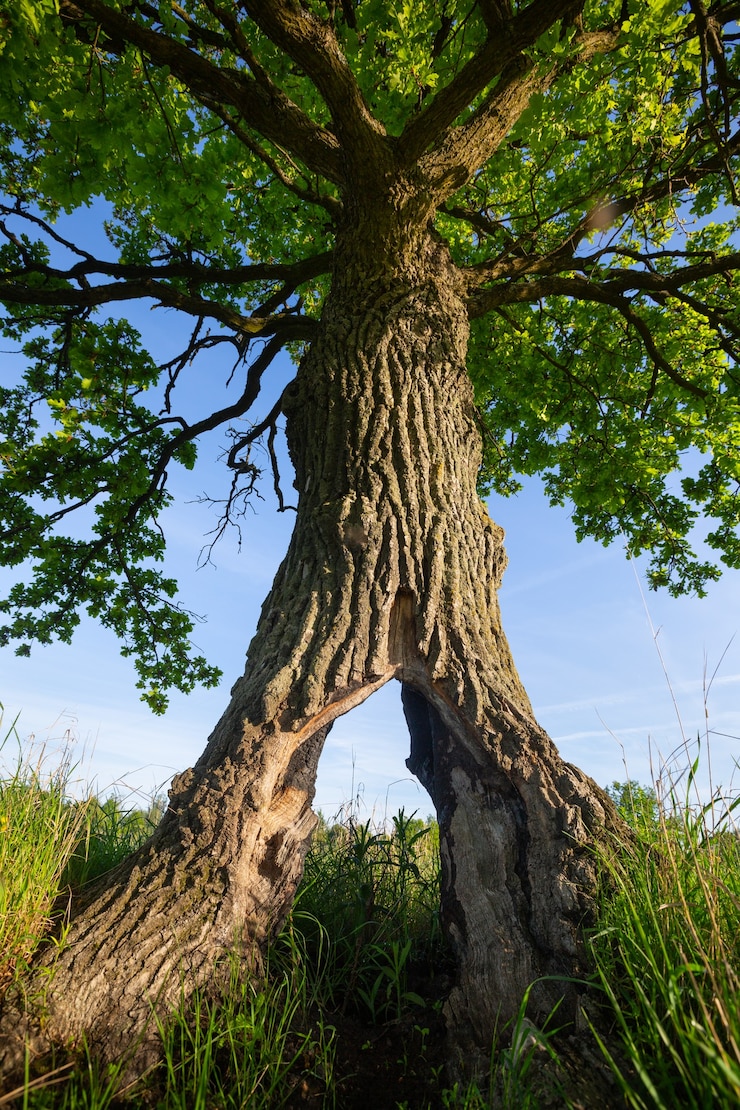 Vecchia quercia con grande incavo nel Parco Nazionale Prypiacki, Bielorussia
