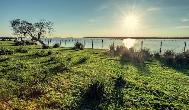 Vecchia quercia di sughero (Quercus suber) sulle rive del lago con la luce del sole del mattino