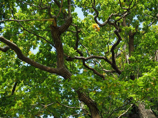 Vecchia Quercia nel Sussex in una giornata di sole