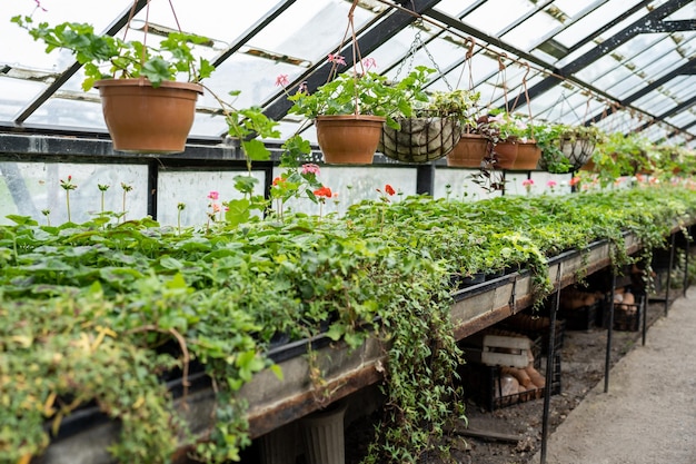 Vecchia serra con fiori tropicali e piante all'interno