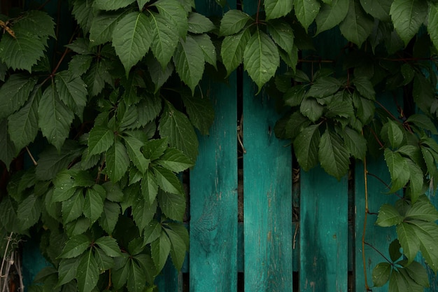 vecchia staccionata in legno dipinto con vernice verde in una cornice di foglie di vite