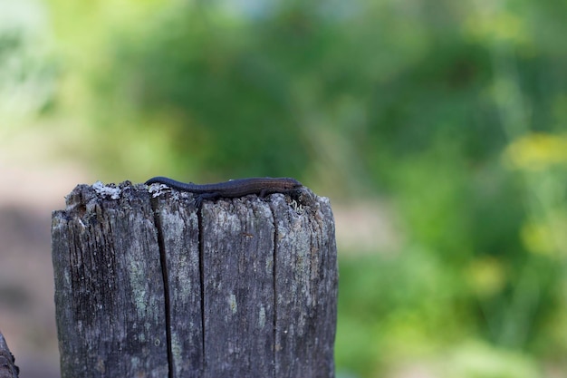 vecchia staccionata in legno nel giardino estivo