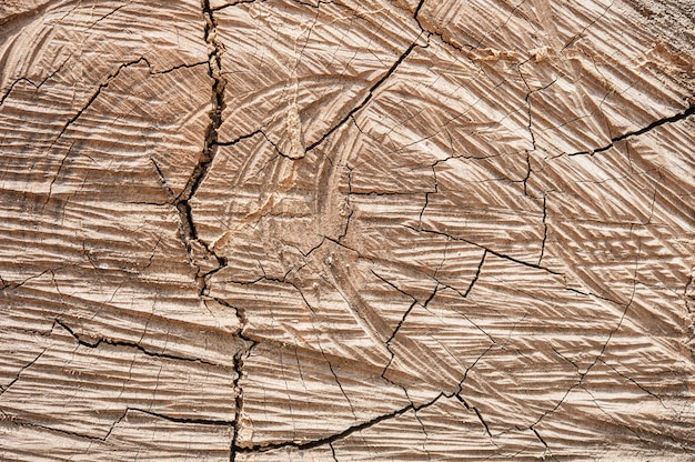 Vecchia struttura di legno naturale del tronco di albero tagliato