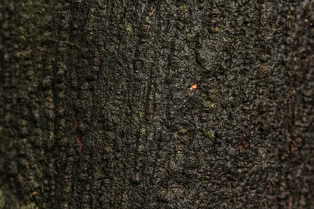 Vecchia struttura di legno o fondo del tronco. Materiale in legno dalla superficie naturale bagnata.