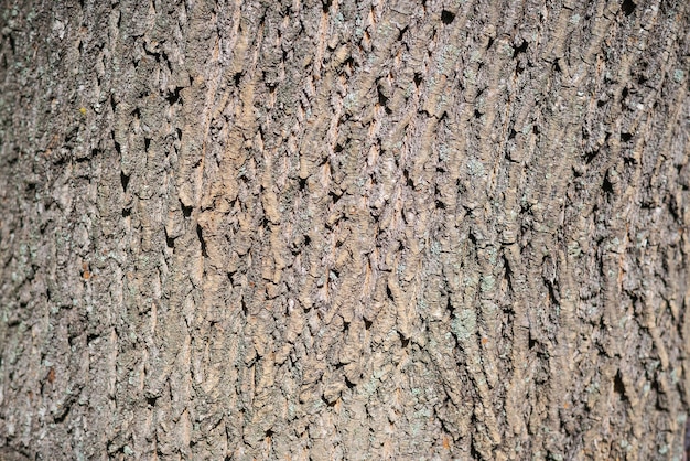 Vecchia struttura di legno scuro rustico marrone - fondo di legno di legno