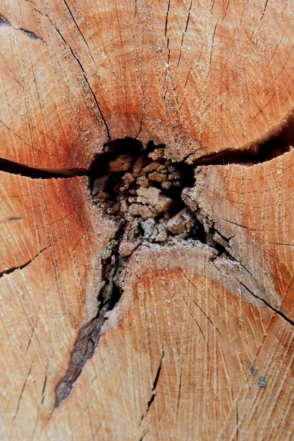 Vecchia struttura di legno tagliato Trama di tronco d'albero stagionato Albero rotondo ideale abbattuto con anelli annuali e fessure Struttura in legno Ceppo di albero