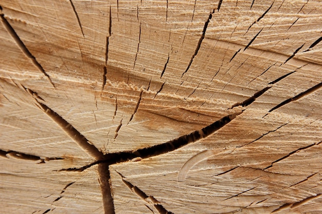 Vecchia struttura di legno tagliato Trama di tronco d'albero stagionato Albero rotondo ideale abbattuto con anelli annuali e fessure Struttura in legno Ceppo di albero