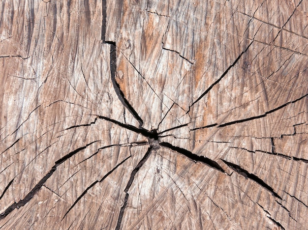 Vecchia struttura incrinata dell'albero