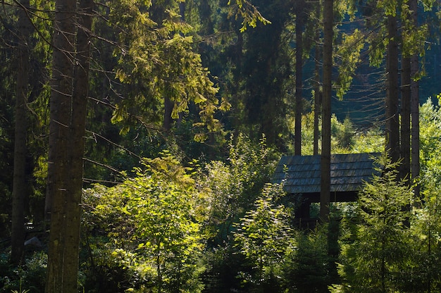 Vecchia tettoia nella foresta, parcheggio turistico