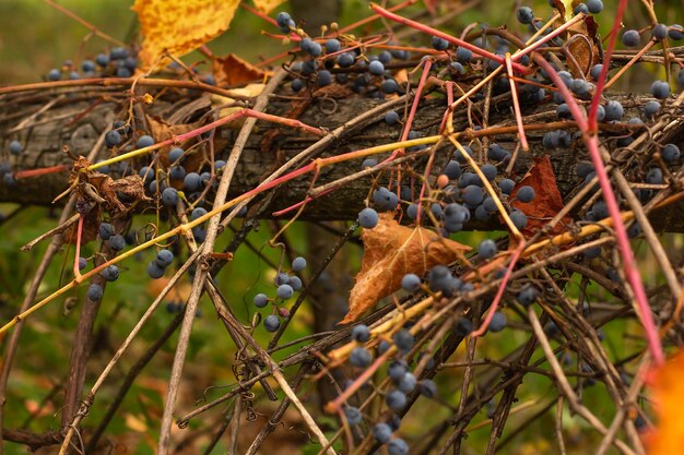 Vecchia vite in legno intrecciata con uve mature con bacche blu e foglie rosso giallo arancio in autunno