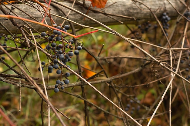 Vecchia vite in legno intrecciata con uve mature con bacche blu e foglie rosso giallo arancio in autunno