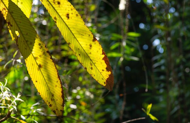 Vecchie foglie di Dillenia indica, messa a fuoco selezionata, comunemente nota come mela di elefante