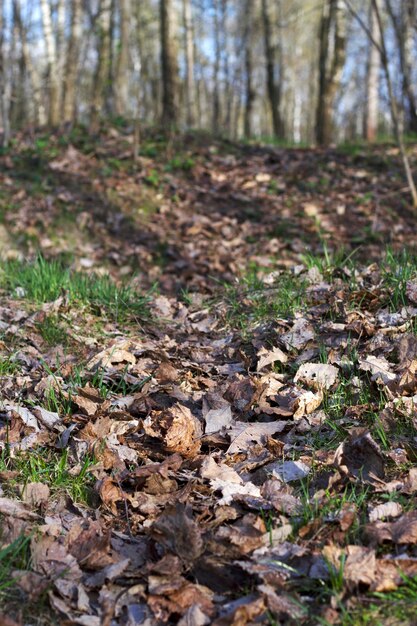 vecchie foglie secche e nuova erba verde nella foresta primaverile