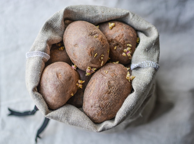 Vecchie patate in fiore nel sacco di iuta