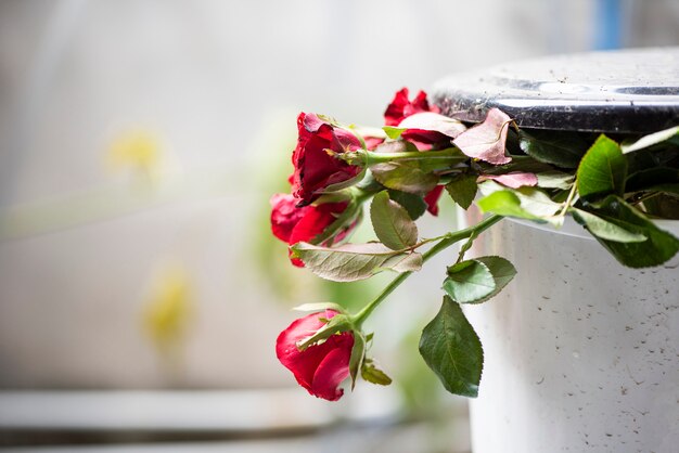 Vecchie rose sul bidone della spazzatura