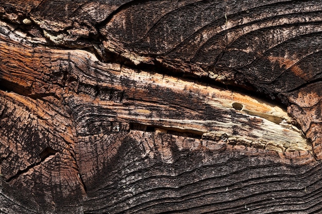 Vecchie tavole nere dalla parete di un vecchio edificio in legno di close-up