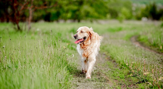 Vecchio adorabile cane golden retriever che cammina nella natura con tonque fuori