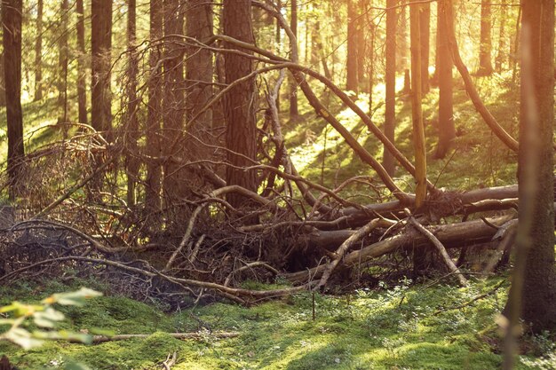 Vecchio albero caduto senza foglie a terra sotto il sole boschetto Tronchi di conifere muschio verde Natura paesaggio