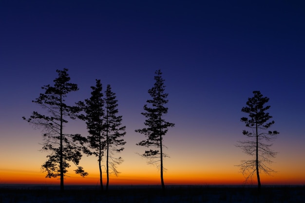 Vecchio albero contro il cielo con il tramonto.