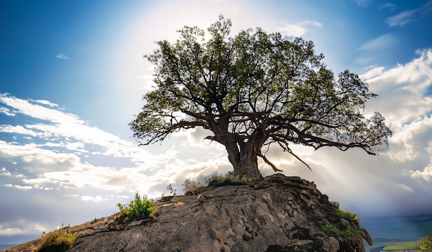 Vecchio albero cresciuto sul bordo di una roccia con nuvole fantastiche sul lato e il sole