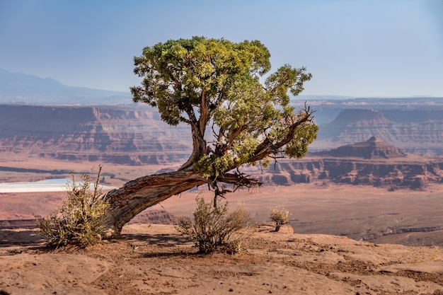 Vecchio albero di pino esposto all'aria sul crinale, Dead Horse Point State Park, Utah