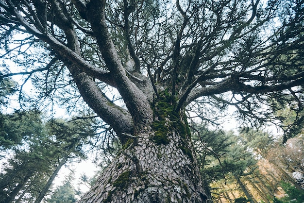 Vecchio albero enorme