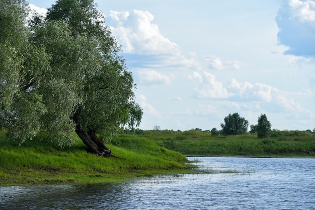 Vecchio albero in riva al fiume in estate