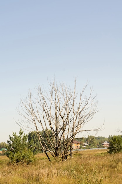 Vecchio albero morto