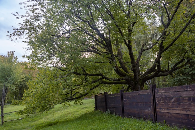 Vecchio albero nel vecchio villaggio ucraino autentico