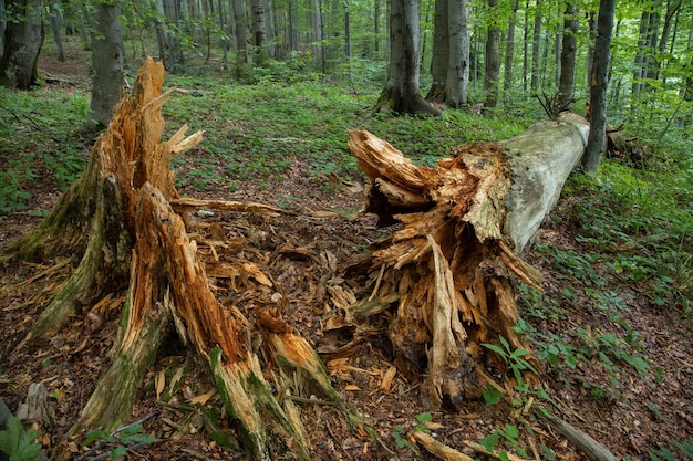 Vecchio albero rotto che giace a terra con legno che marcisce intorno