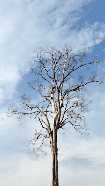 vecchio albero secco su un cielo nuvoloso