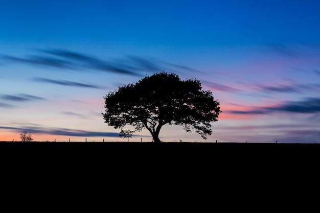 Vecchio albero silhouette su una collina in un colorato tramonto in primavera all'Eifel germania