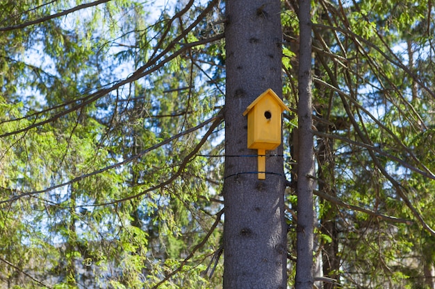 Vecchio aviario giallo su un albero, cura degli uccelli