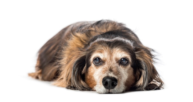 Vecchio bassotto, cane di tasso, cane salsiccia, cane wiener sdraiato di fronte a sfondo bianco