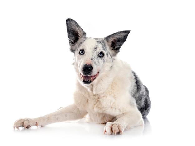 Vecchio border collie davanti a uno sfondo bianco