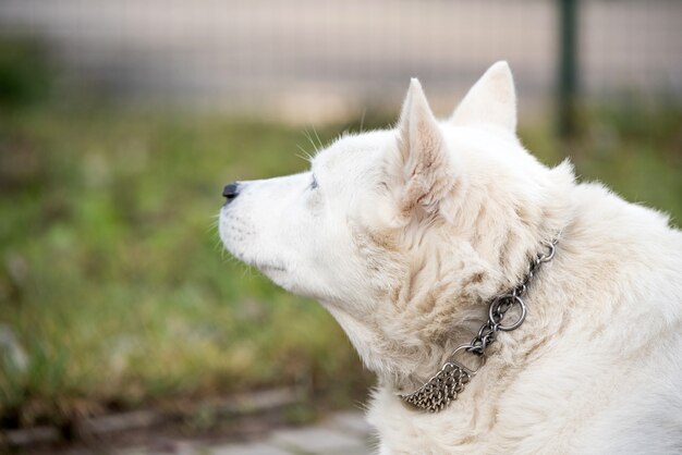 Vecchio cane da pastore svizzero bianco che osserva in su all'esterno.